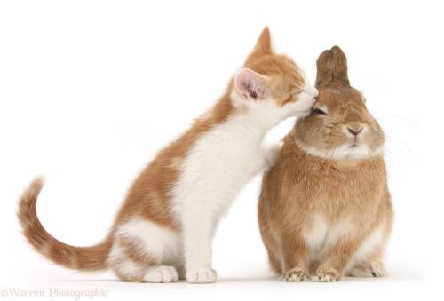 2023 - Год Кролика/Кота. Почему же этот год "двойной"?